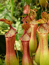 carnivorous pitcher plant